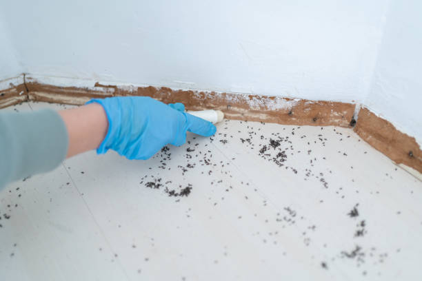 Best Exterminator Services  in Tyro, NC